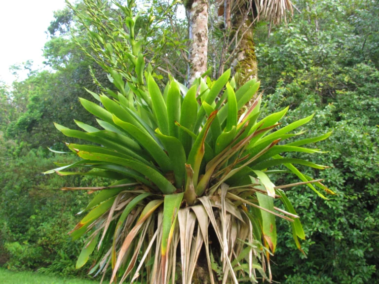 Vriesea gigantea (1)