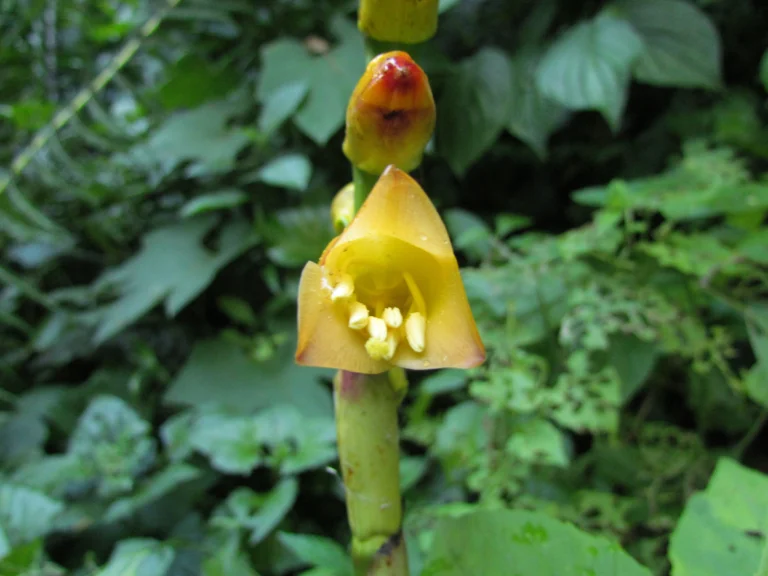 Vriesea gamba (53)