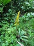 Vriesea gamba (47)