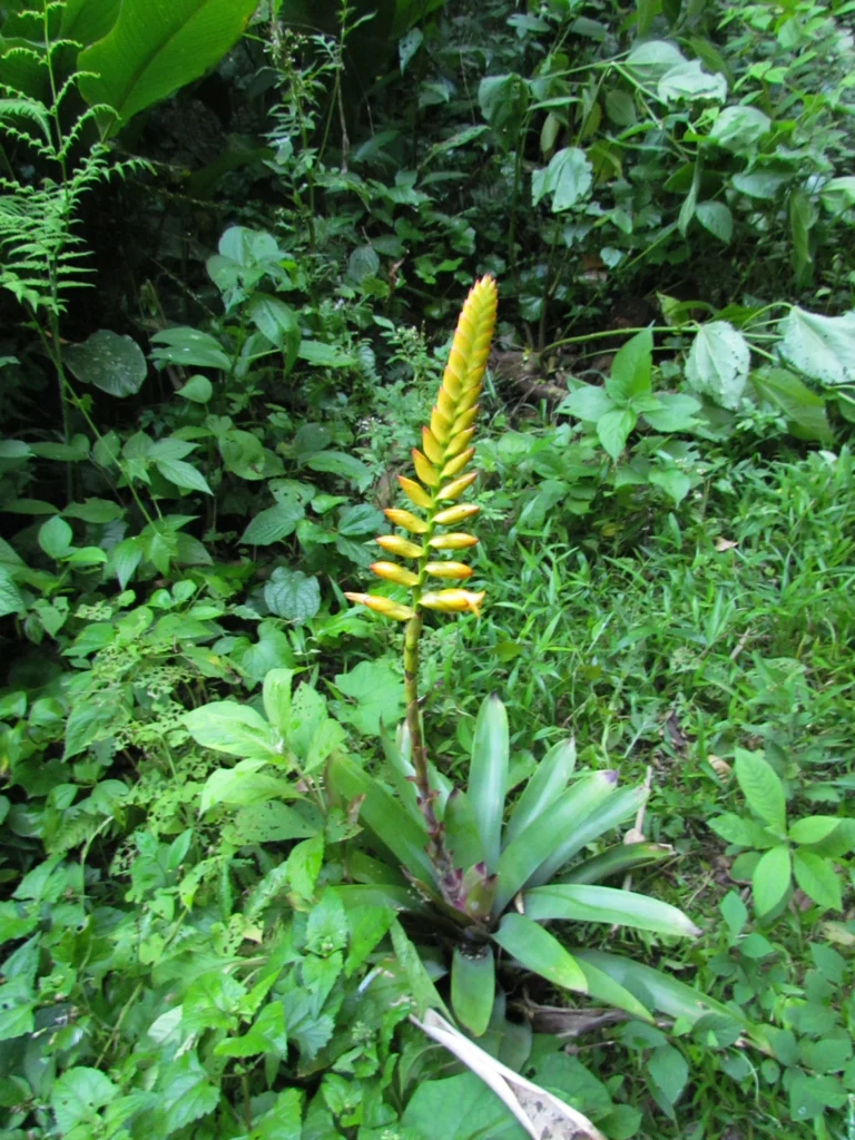Vriesea gamba (47)