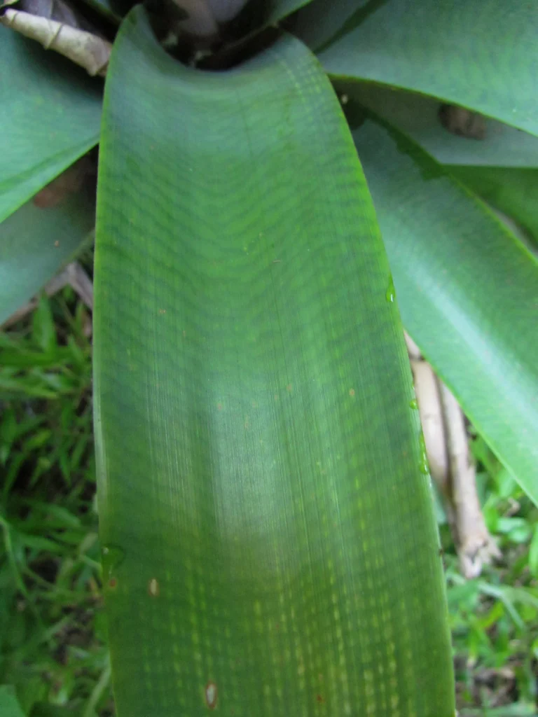 Vriesea gamba (44)