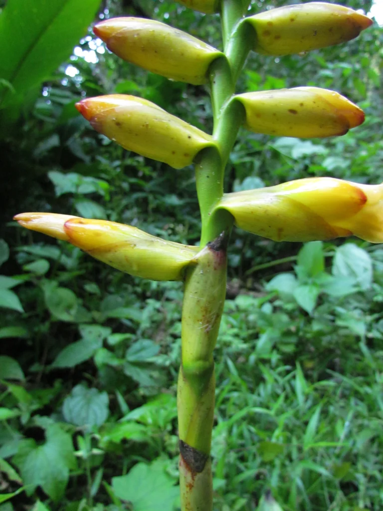 Vriesea gamba (39)