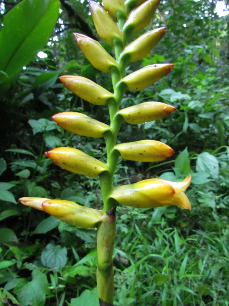 Vriesea gamba (38)