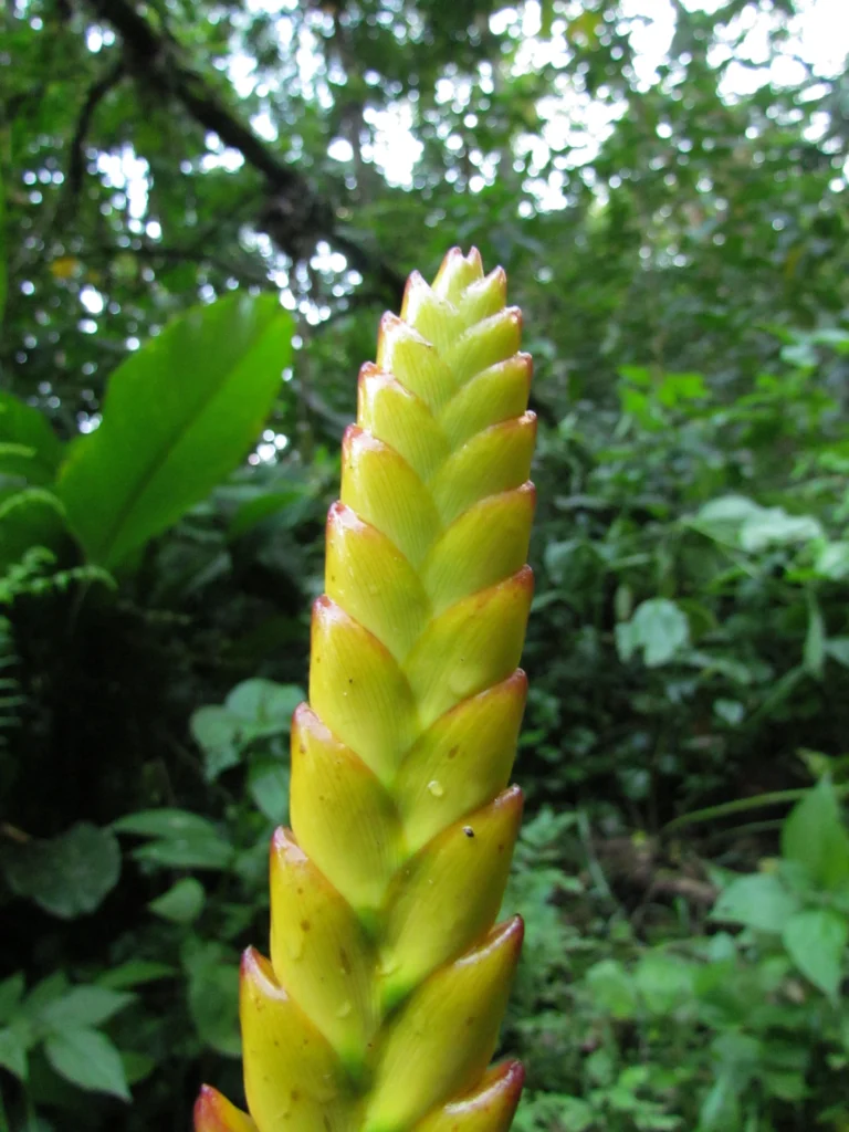 Vriesea gamba (37)