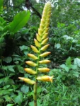 Vriesea gamba (36)