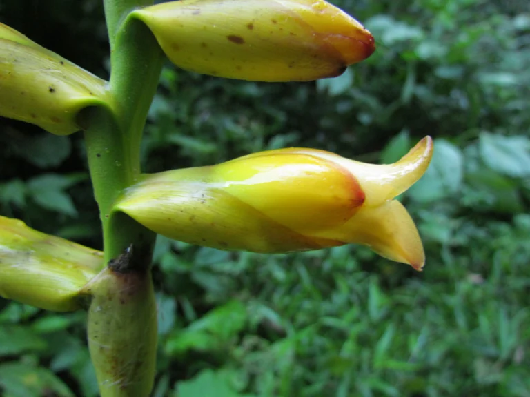 Vriesea gamba (35)