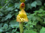 Vriesea gamba (34)