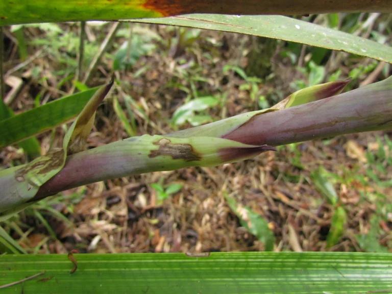 Vriesea gamba (10)