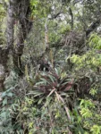 Vriesea gamba (8)