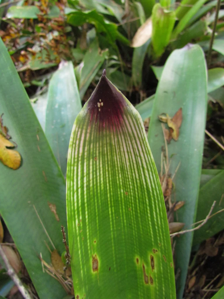 Vriesea gamba (7)