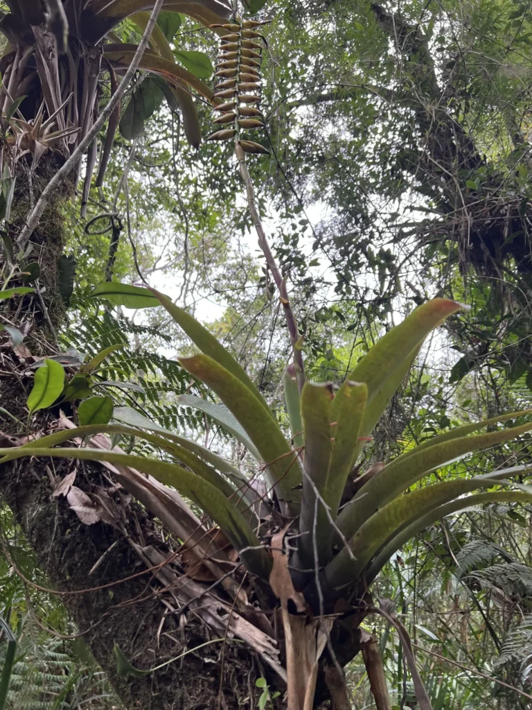 Vriesea gamba (7)