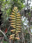 Vriesea gamba (6)