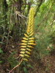 Vriesea gamba (3)