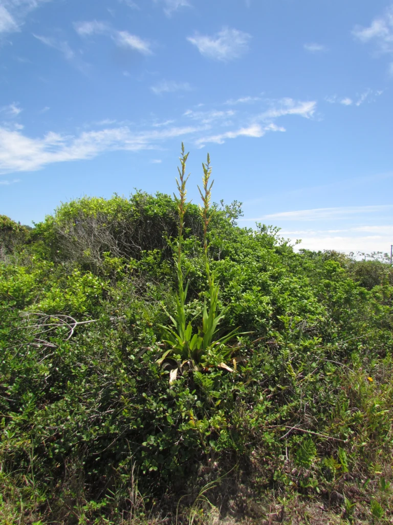 Vriesea friburgensis (50)
