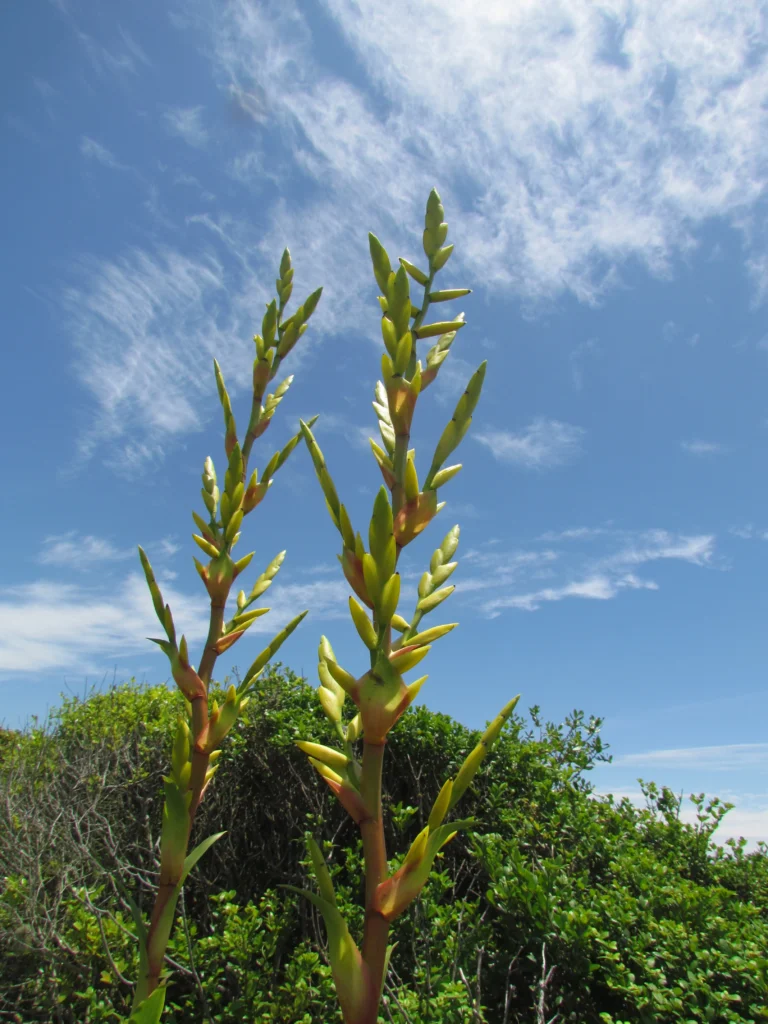 Vriesea friburgensis (49)