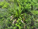 Vriesea friburgensis (48)