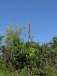 Vriesea friburgensis (47)