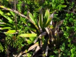 Vriesea friburgensis (45)