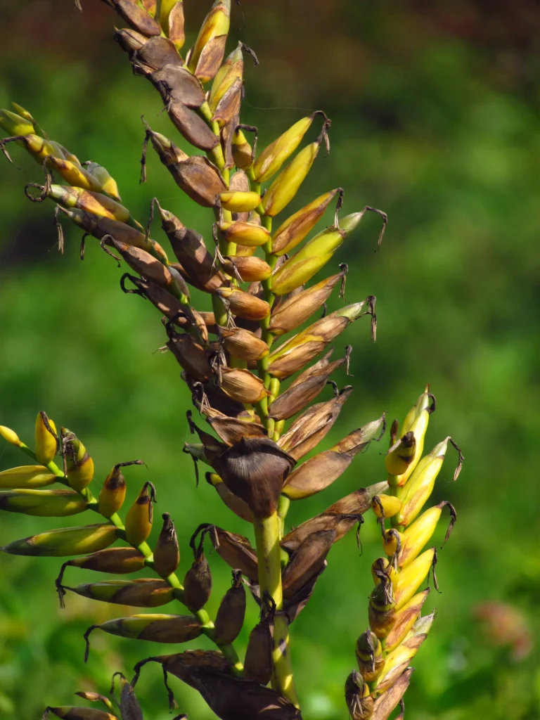 Vriesea friburgensis (44)