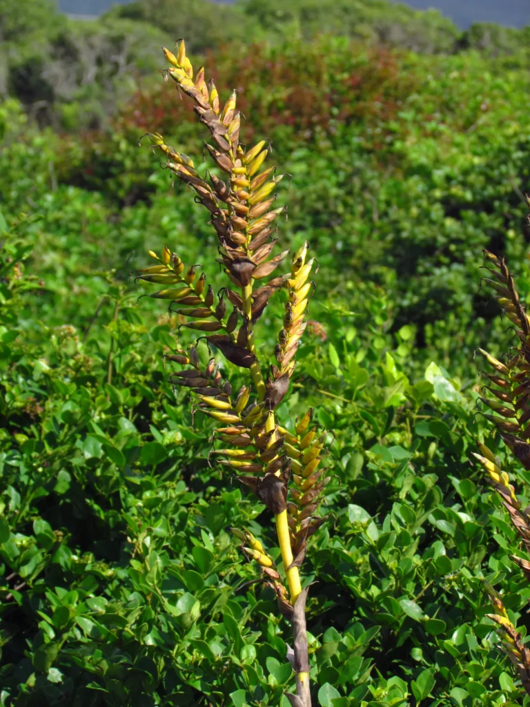 Vriesea friburgensis (43)