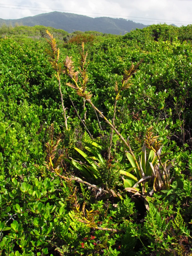 Vriesea friburgensis (42)