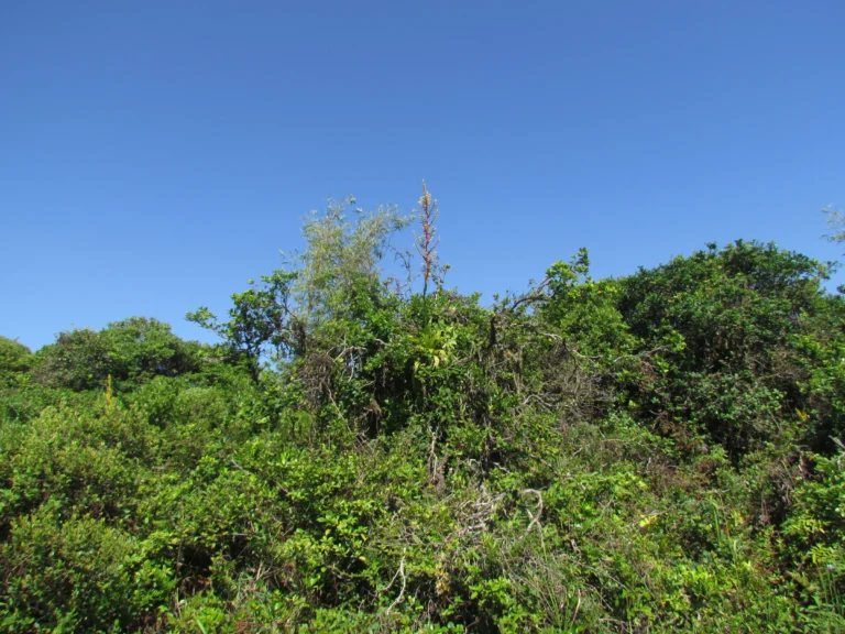 Vriesea friburgensis (40)