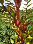 Vriesea friburgensis (38)