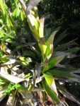 Vriesea friburgensis (29)