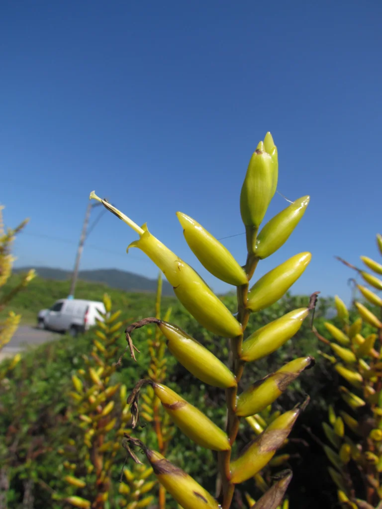 Vriesea friburgensis (27)