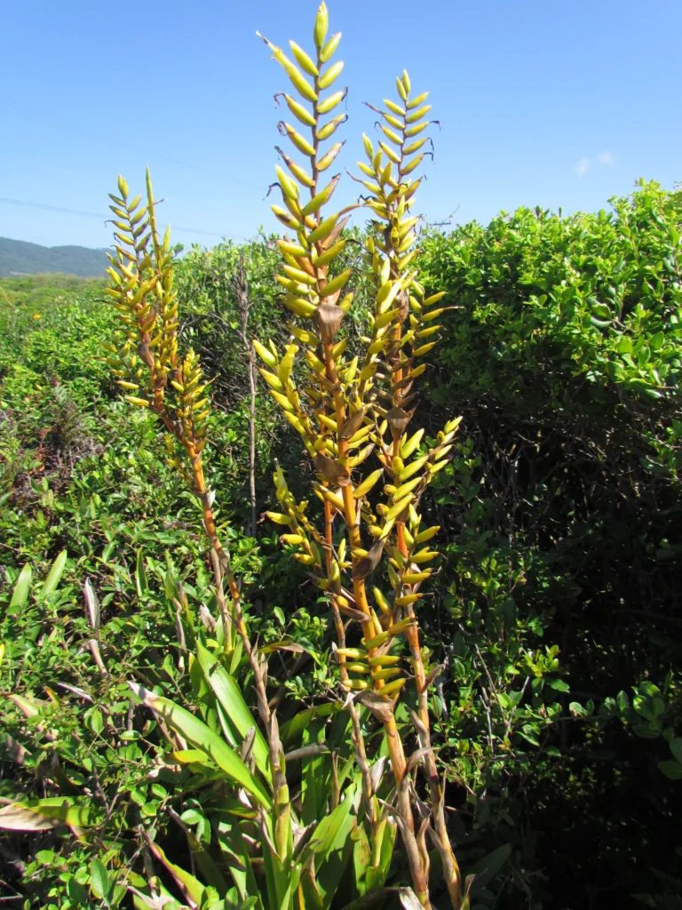 Vriesea friburgensis (24)
