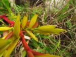 Vriesea friburgensis (22)