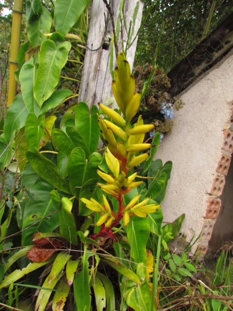 Vriesea friburgensis (21)