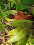 Vriesea friburgensis (16)