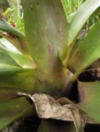 Vriesea friburgensis (13)