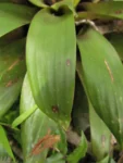 Vriesea friburgensis (12)