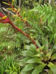 Vriesea friburgensis (10)