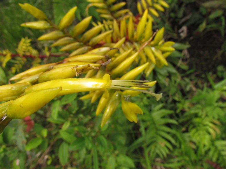 Vriesea friburgensis (6)