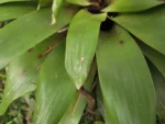 Vriesea friburgensis (1)