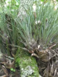 Vriesea flammea (9)