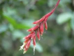 Vriesea flammea (7)