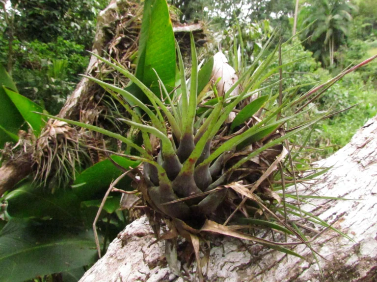 Vriesea flammea (6)
