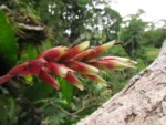 Vriesea flammea (4)