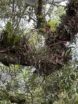 Vriesea flammea (2)