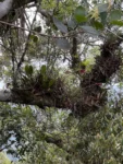 Vriesea flammea (1)