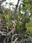 Vriesea erythrodactylon (12)