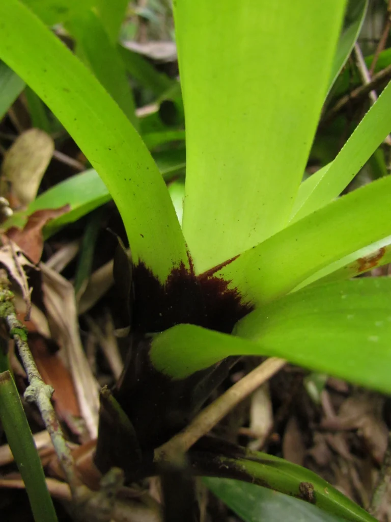 Vriesea erythrodactylon (9)