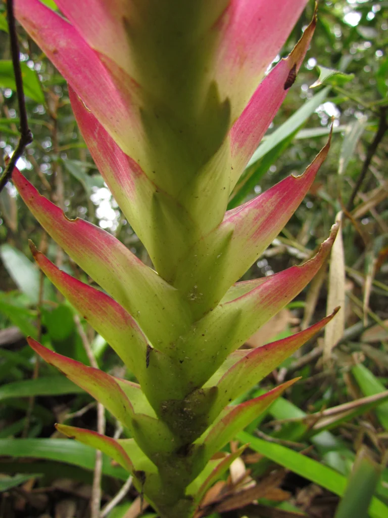 Vriesea erythrodactylon (8)