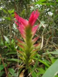 Vriesea erythrodactylon (7)