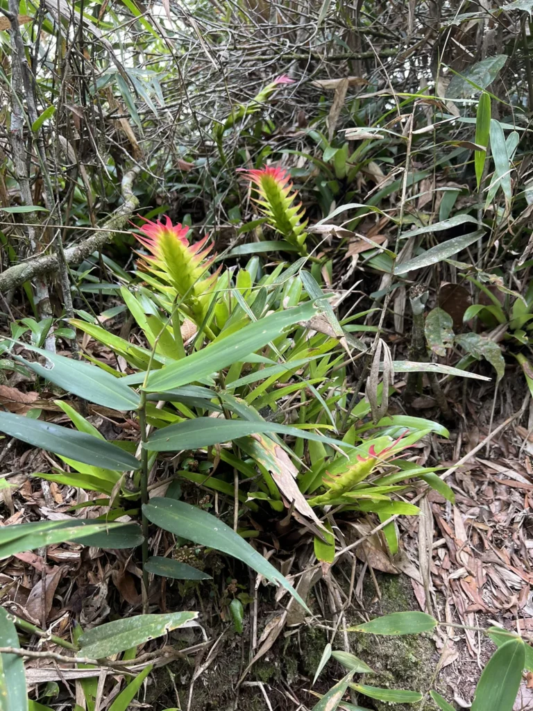 Vriesea erythrodactylon (5)