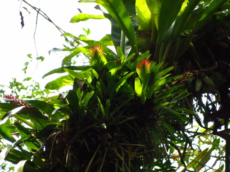 Vriesea erythrodactylon (2)